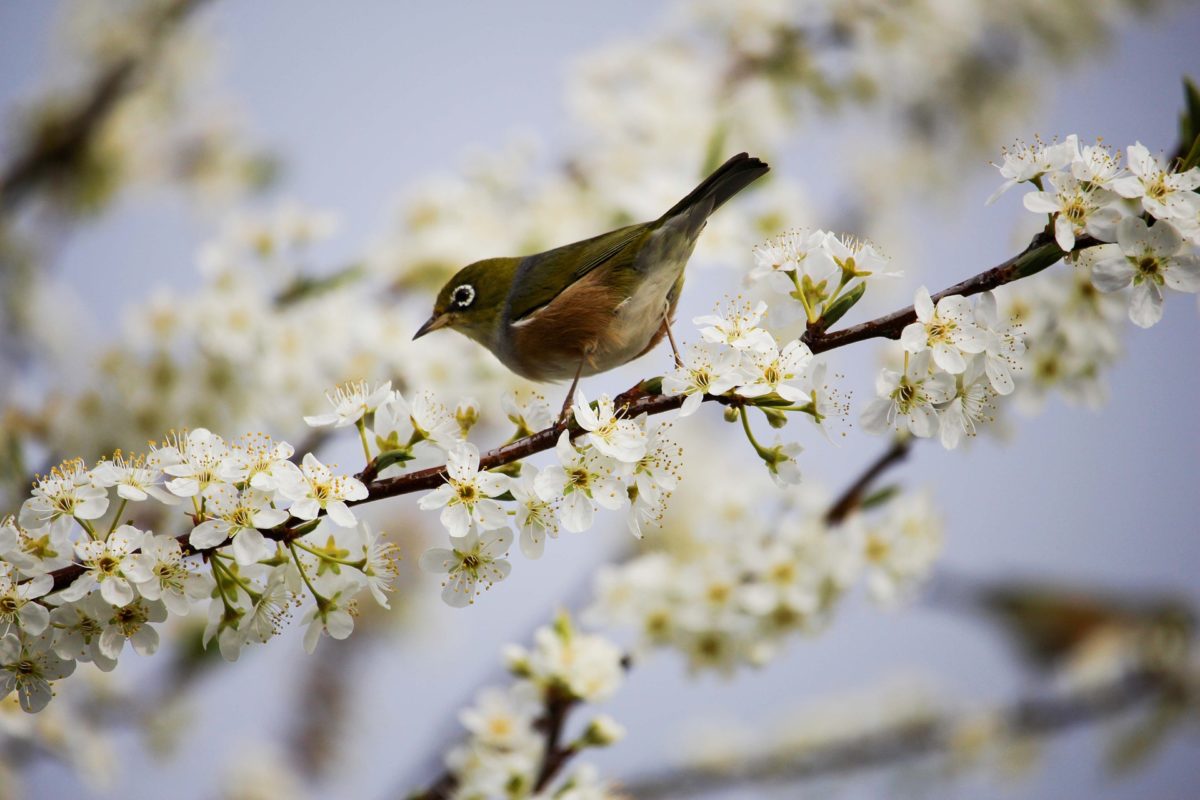 Printemps, mon Bien-aimé !