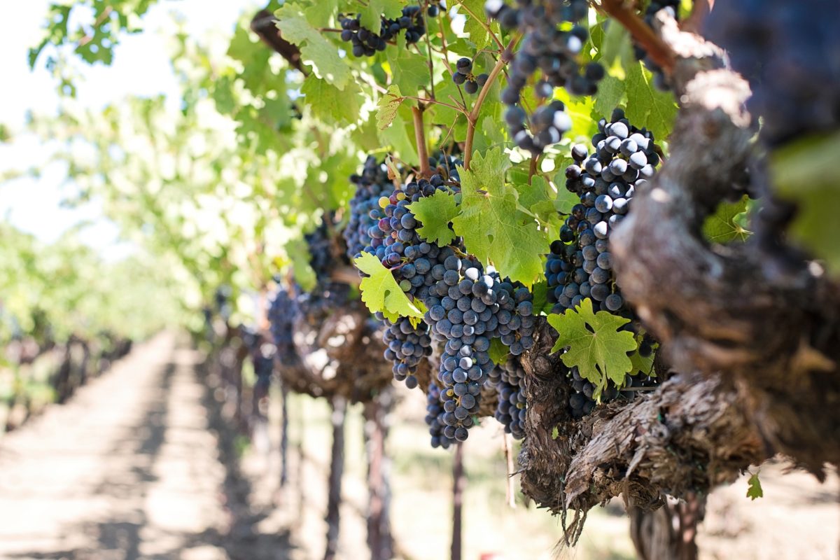 Je suis la vigne, vous êtes les sarments