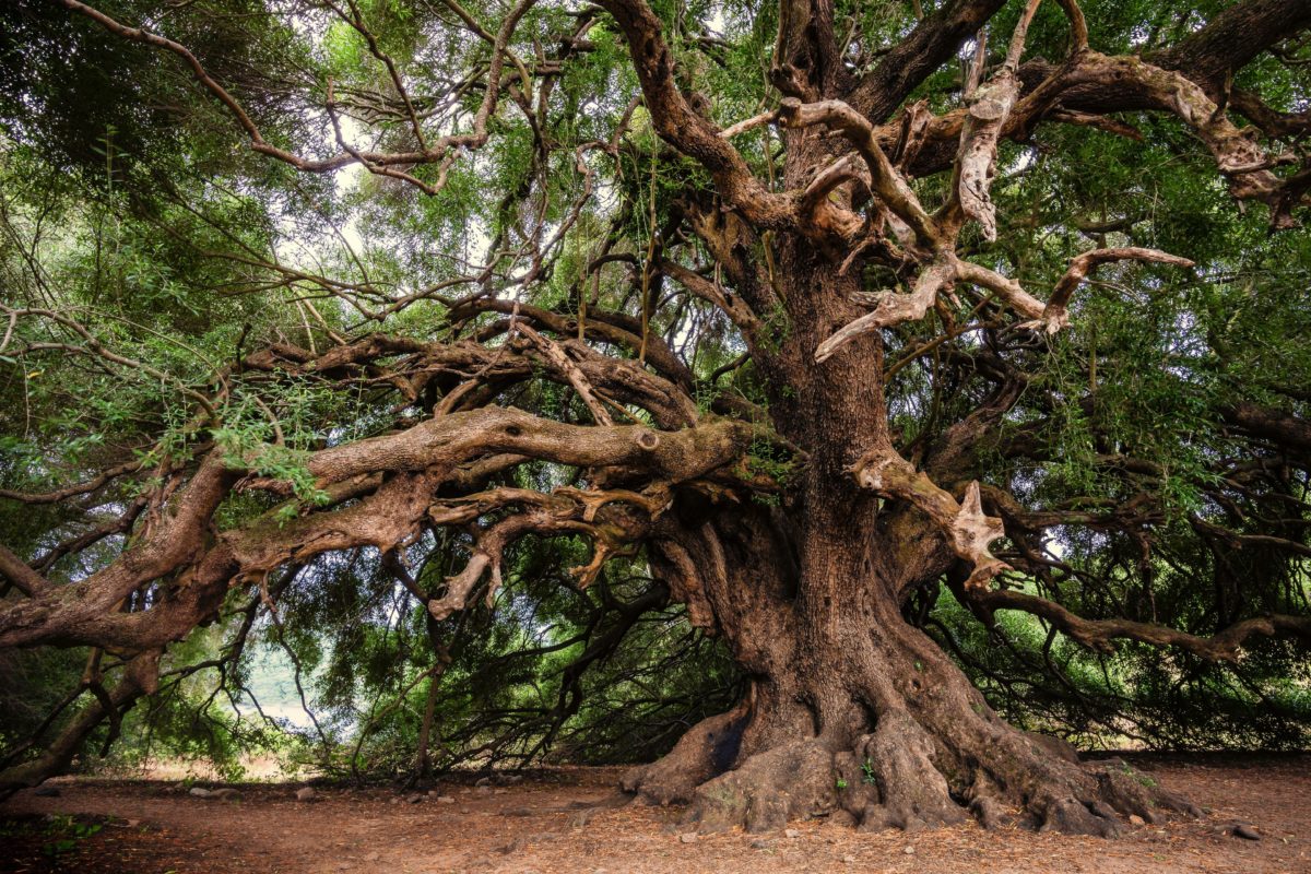 Promenade à la rencontre des arbres