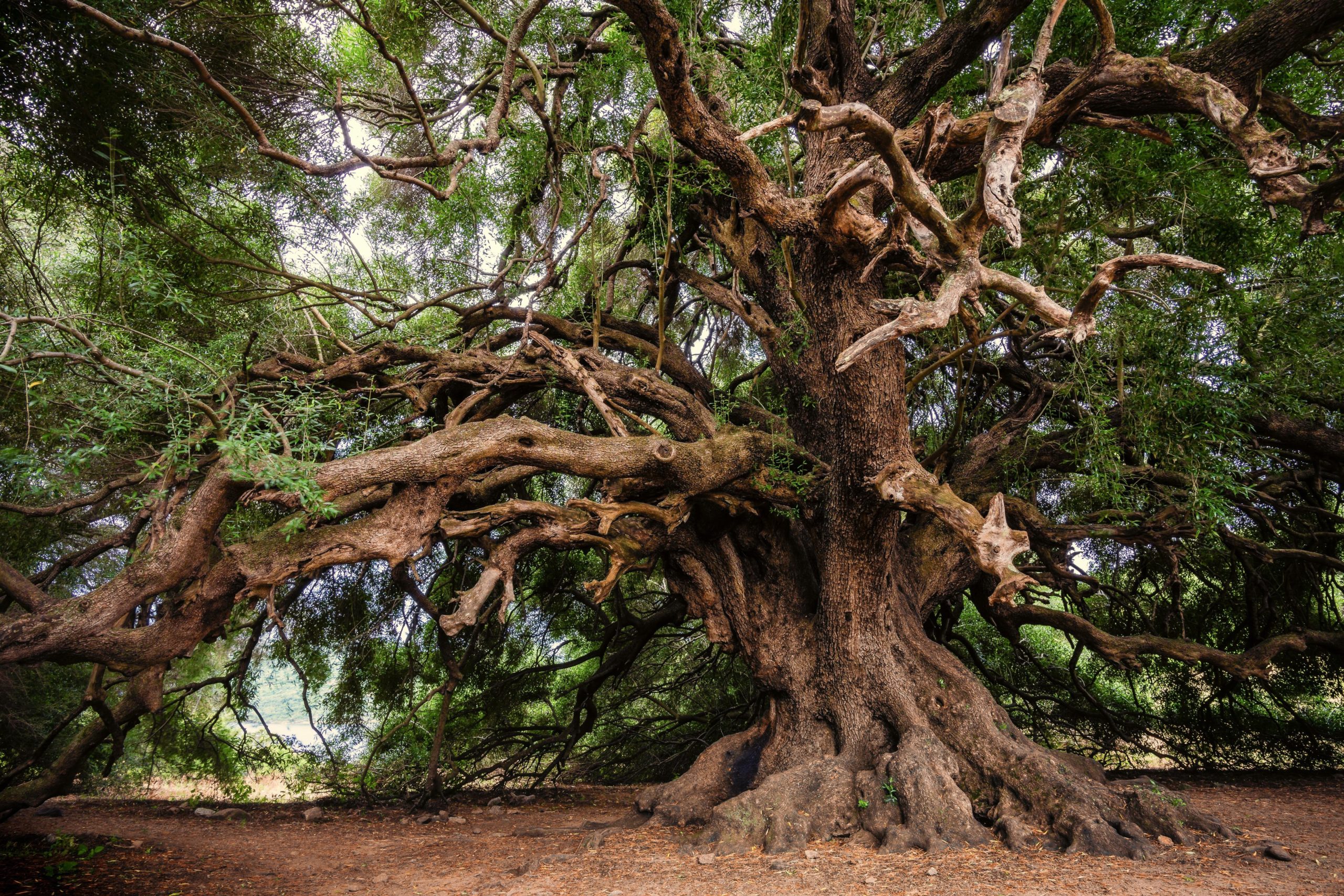 Promenade à la rencontre des arbres • Paroisse réformée de La BARC