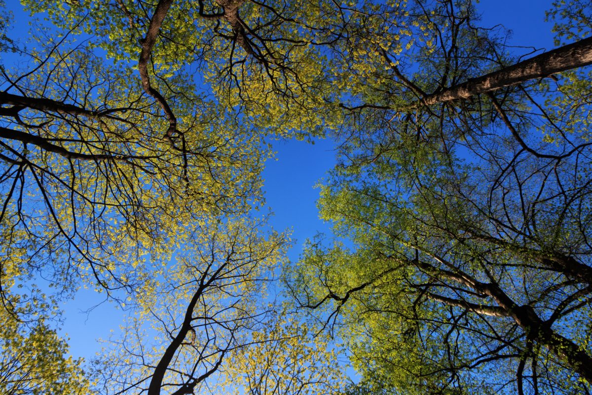 Les arbres se cherchent un roi