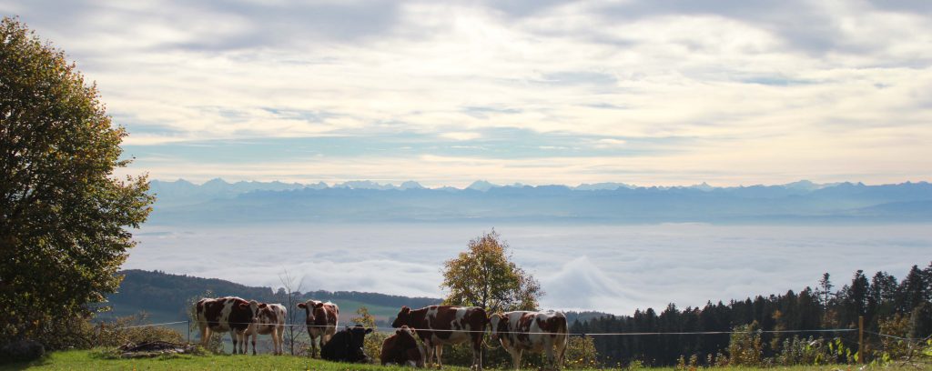 Vue-alpes-avec-vaches-1
